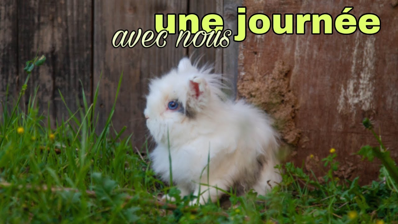 On refait l’enclos des lapins et préparation de l’arrivée des animaux !