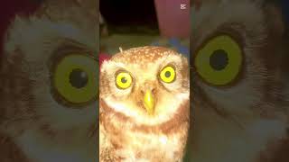 Animals Videos Animal Short Videos