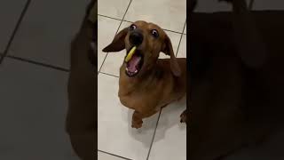 Dog catching lemon 🍋 funny video #dog #doglemon #dogfunnyvideos #dogshorts #dogs #dogs of instagram