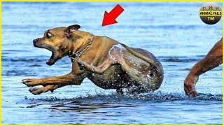 Animal Fails Compilation Caught On Camera | Funny Fails 2022