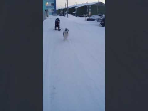 Хаски катает на