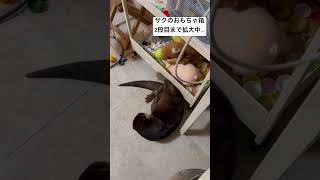 登りウソ