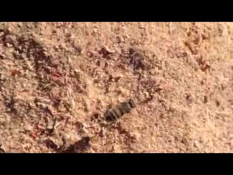 Bee