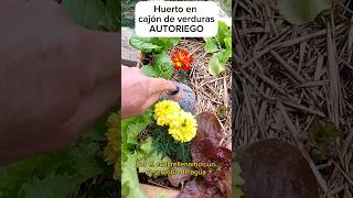 💧🌱 Maceta AUTORIEGO en CAJÓN de VERDURAS, ideal HUERTA URBANA y/o PRINCIPIANTES