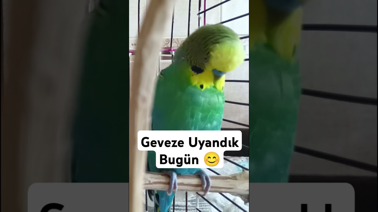 Geveze #muhabbetkuşufıstık #muhabbetkuşu #muhabbetkuslari #birds #kuslar #blackfacebudgie #parrot