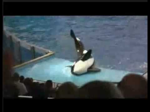 Orca Hit Trainer - Seaworld Shamu Stunt Gone Wrong! Must SEE!