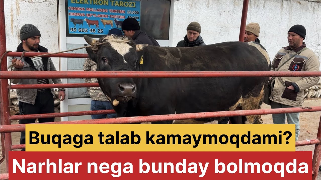 Tergachi mol bozor semiz boqma va yosh buqalar narhlari 6.03.2026yil