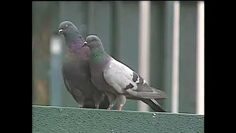 DENVER-PIDGEON PROBLEMS WITH HEIDI HEMMAT