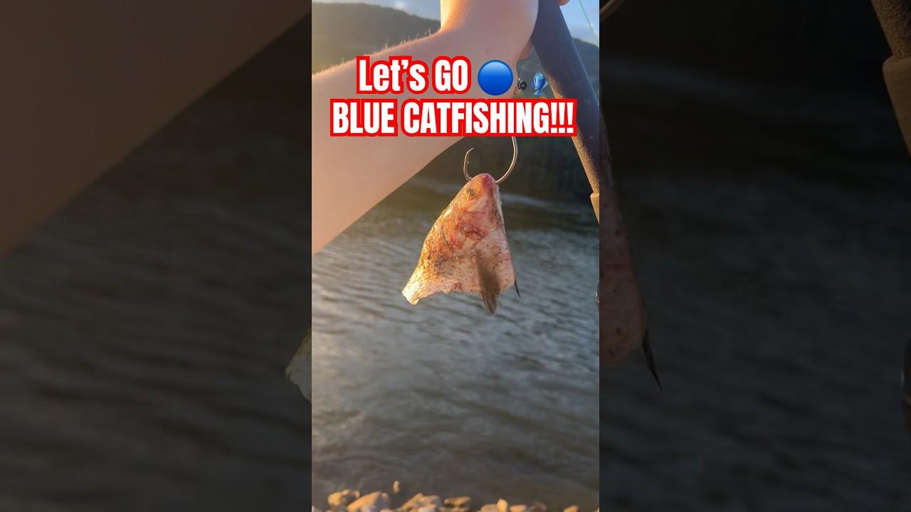 ВПЕРЁД НА ЛОВЛЮ СИНЕГО СОМИКА!!! 