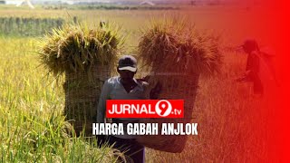 HARGA GABAH ANJLOK