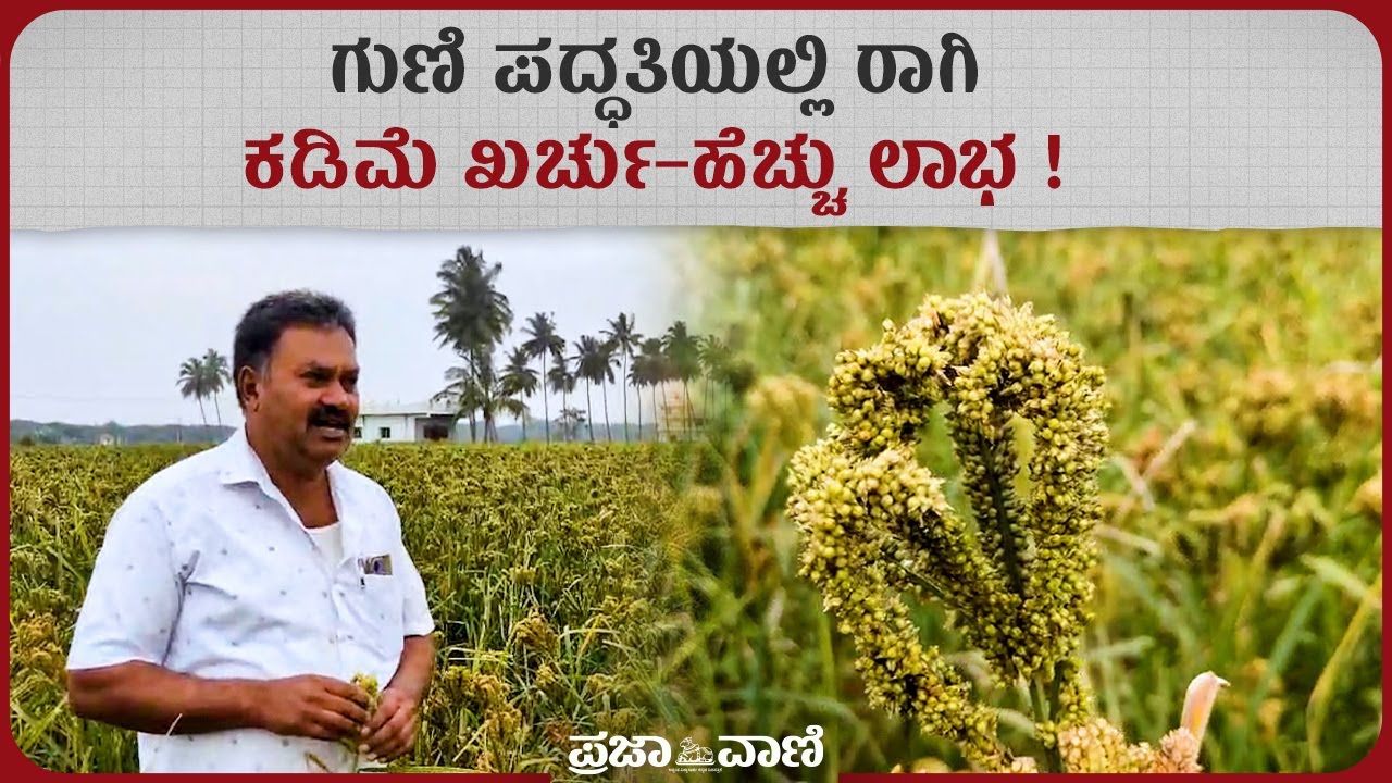 ಗುಣಿ ಪದ್ಧತಿಯಿಂದ ರಾಗಿ ಕ್ರಾಂತಿ ! ಶಿಡ್ಲಘಟ್ಟ ರೈತನ ಹೊಸ ಮಾದರಿ I Guni Method Ragi Revolution I Shidlaghatta