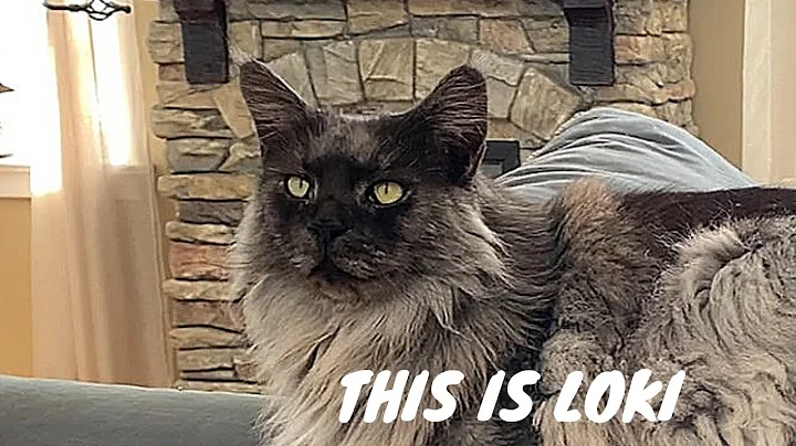 Watch the video about Maine Coon | Big Black Smoke Cat Relaxing on Furniture