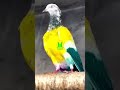 Anantnag pigeon's #new #trending #video #reels #viral #amazing #shorts #vlogs #youtubeshorts #shorts