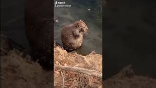 Berang berang jadi bintang iklan 😂😂