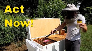 Download Lagu 💥Apiguard Thymol Trial Ep. 1 of 3 MP3