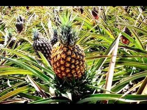 Cultivo de Piña, Características y recetas (Anana Cultivo de Piña, Características y recetas (Anana