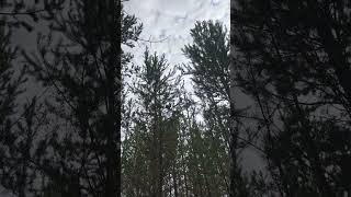 Белка песенки поёт, да орешки все грызет) Обитатели леса готовятся к зиме #сибирь