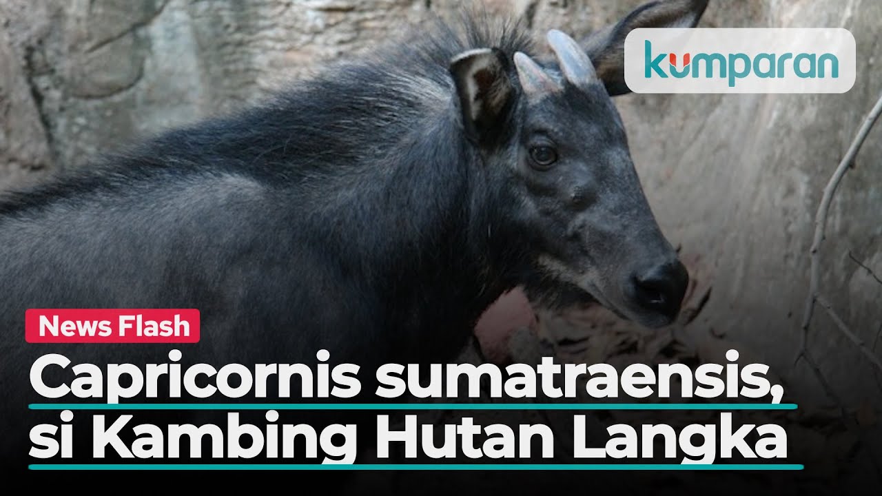 Kambing Hutan Sumatera Langka  Terekam Kamera di Gunung  