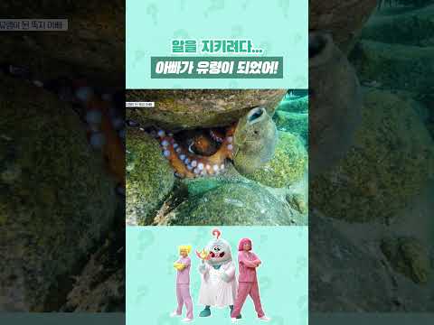 알을 지키려다 <strong>유령이</strong> 된 아빠?! 😱🐟 #shorts