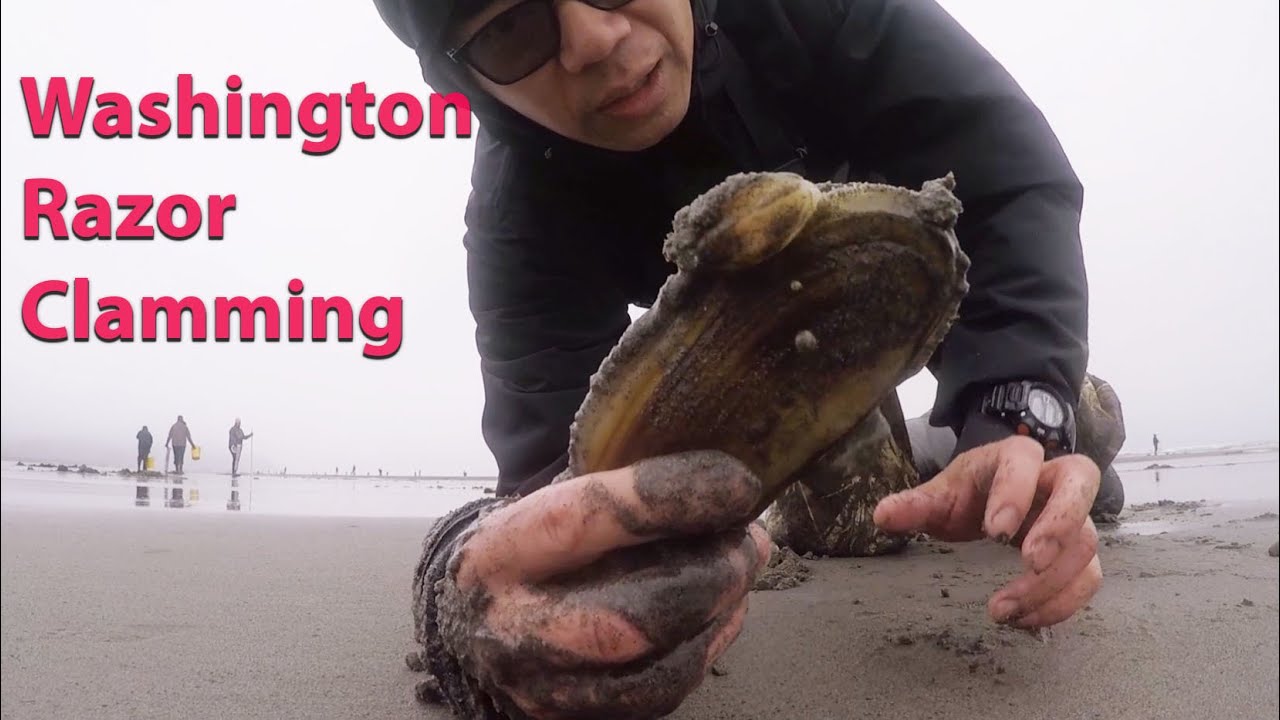 Digging For Big Razor Clams On A Beach Washington Razor Clamming 