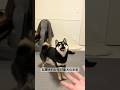 ボールはともだち#柴犬 #豆柴 #黒柴 #豆柴とら日記