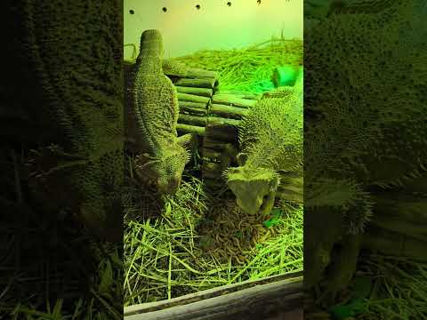 lagarto dragón barbudo pogonas vitticeps tenebrios Tortoisegarden