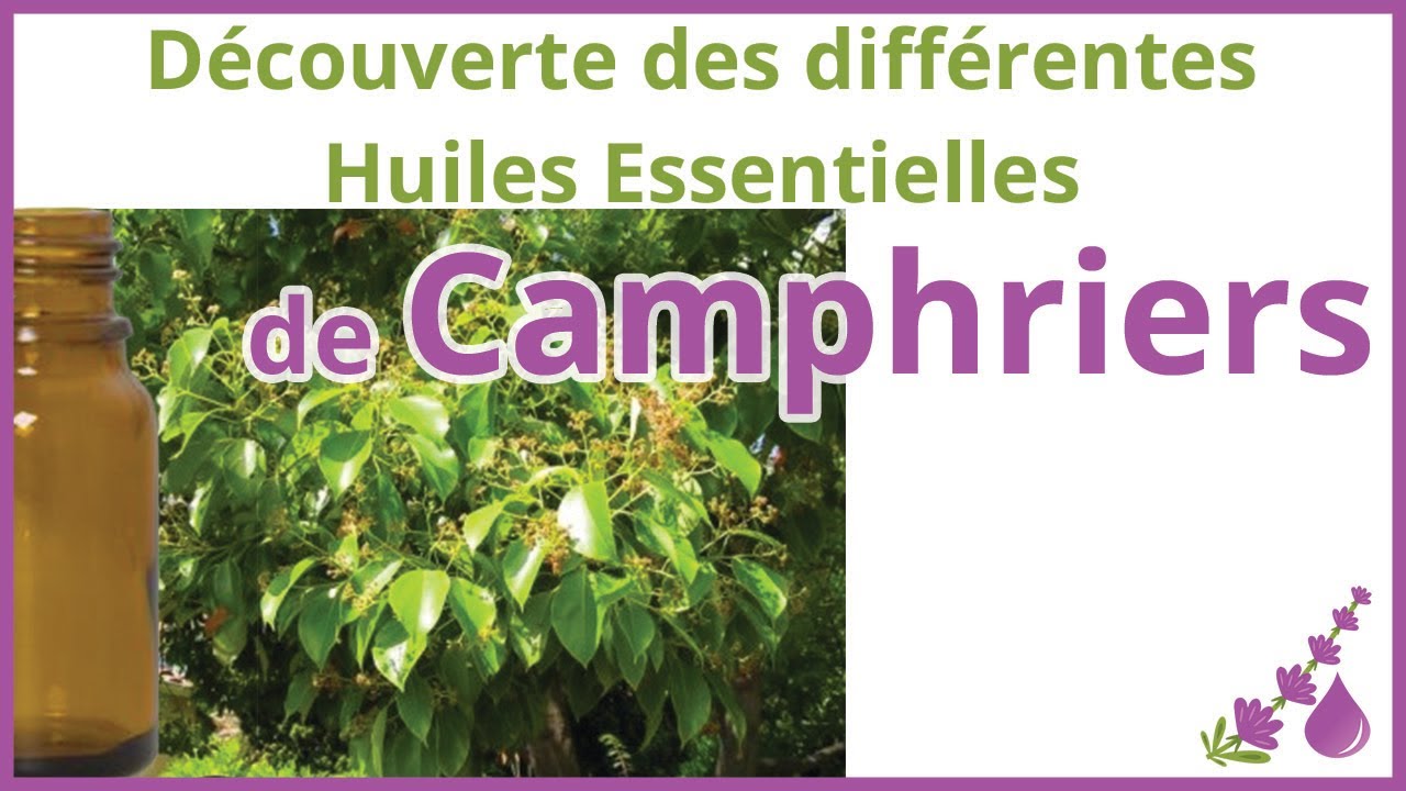 Les différentes huiles essentielles de Camphriers :  Ravintsara, Camphrier, Bois de Hô... - Dr Couic