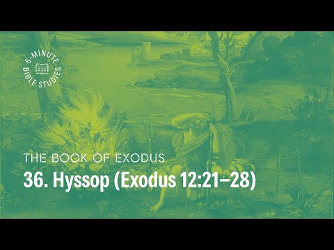 36. Hyssop (12:21-28) | Paul Tripp's Weekly 5-Minute Bible Study on Exodus