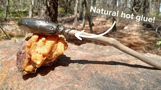 How to Make Glue From Pine Sap. Pine Pitch Glue