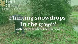 Dividing and replanting snowdrops 