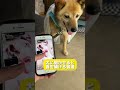 『犬が聞くと首を傾げる音』は本当か検証してみた！#shorts