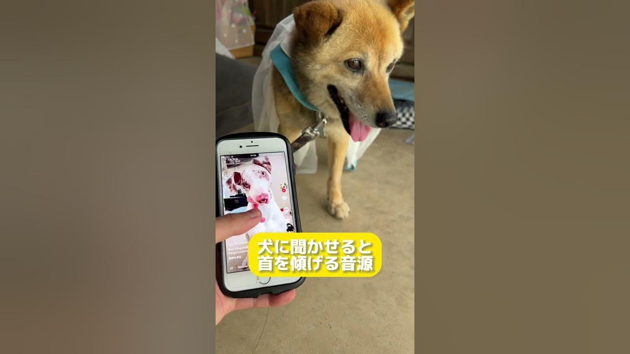 犬が聞くと首を傾げる音 は本当か検証してみた Shorts Youtube