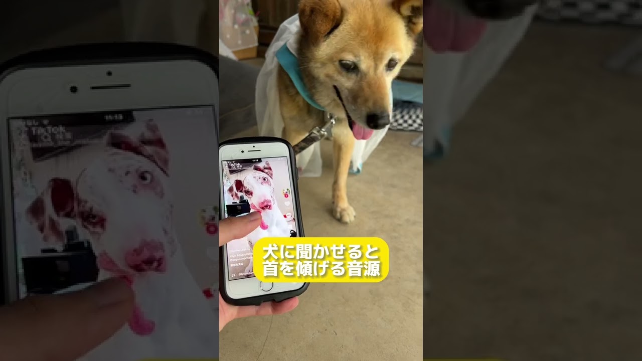 犬が聞くと首を傾げる音 は本当か検証してみた Shorts Youtube 犬が聞くと首を傾げる音 は本当か検証してみた Shorts Youtube