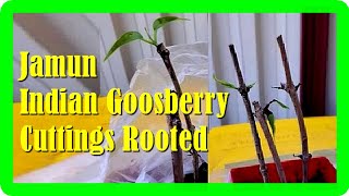 Grow a Jamun Tree Easily | Java Plum Propagation from Cuttings Guide
