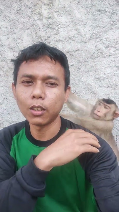Don't keep a macaque monkey if you don't want to end up like this #monkey #animals #short