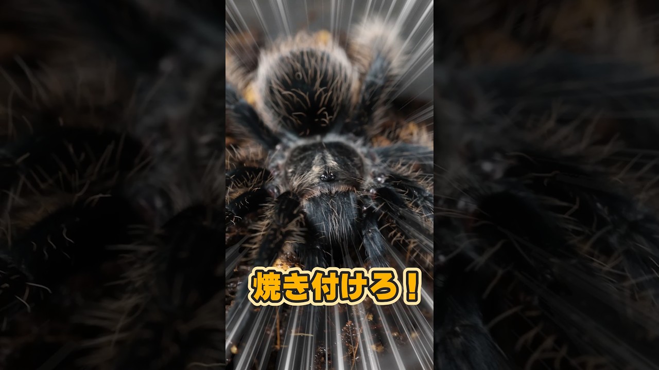 Afro shedding and sex determination #tarantula - YouTube