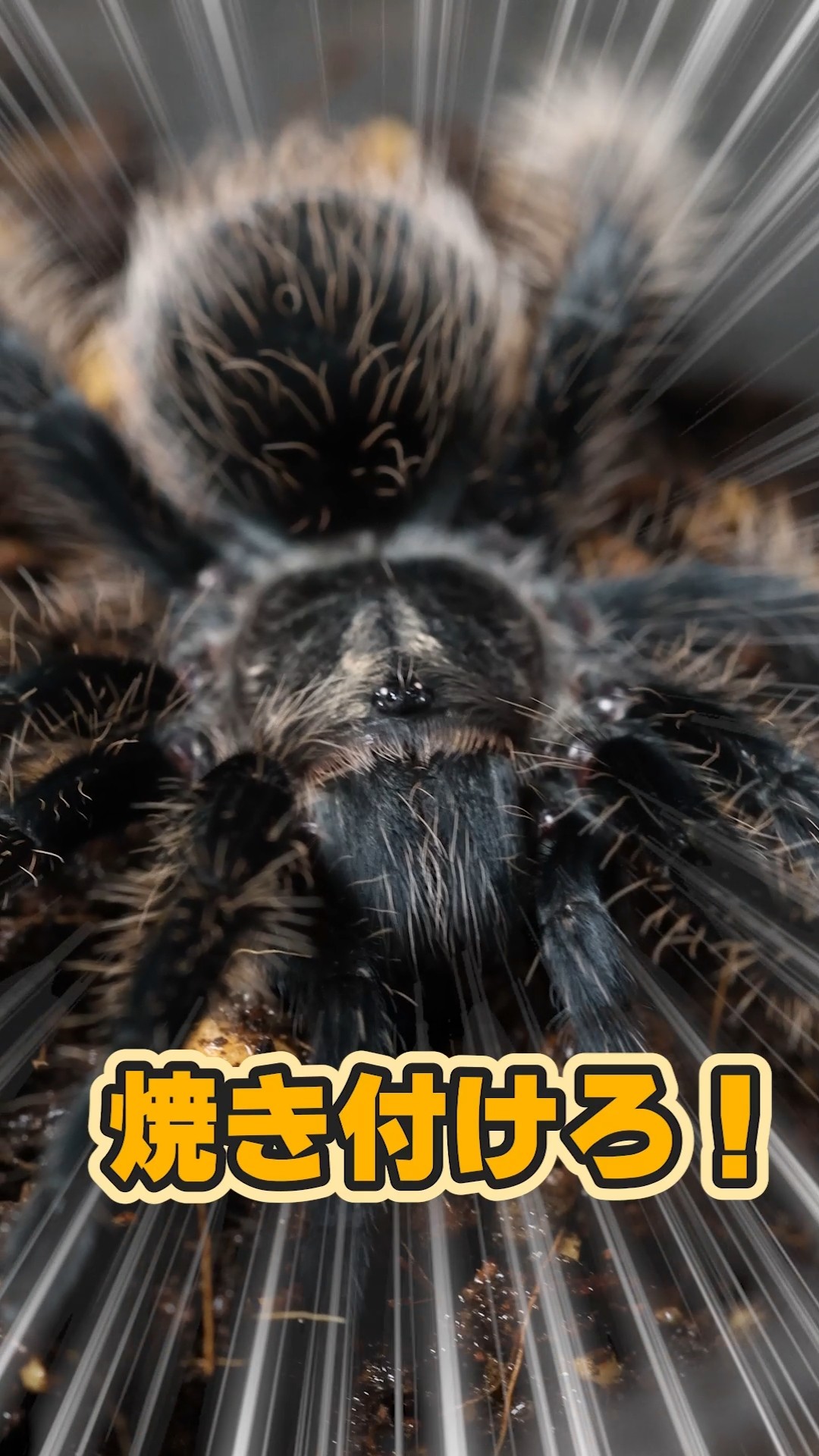 Afro shedding and sex determination #tarantula - YouTube