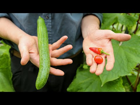 Video: Heklede Agurker (19 Bilder): Hva Skal Jeg Gjøre I Drivhuset Og Hva Mangler De I Det åpne Feltet? Fører Til. Hvordan Mate Krumme Agurker?