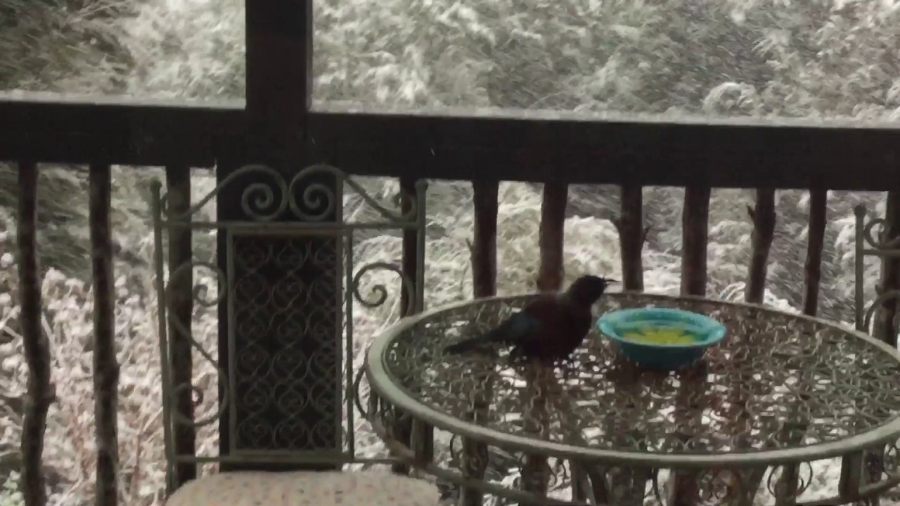 A Tui enjoying some sugar water NZ YouTube