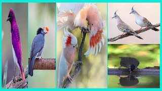 Bird world, the best collection of different videos for birds 2021, do you like birds#8 screenshot 5