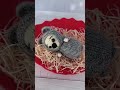 Bear knitting pattern #Shorts