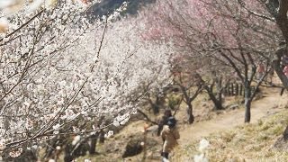 湯河原梅林の梅が見ごろ