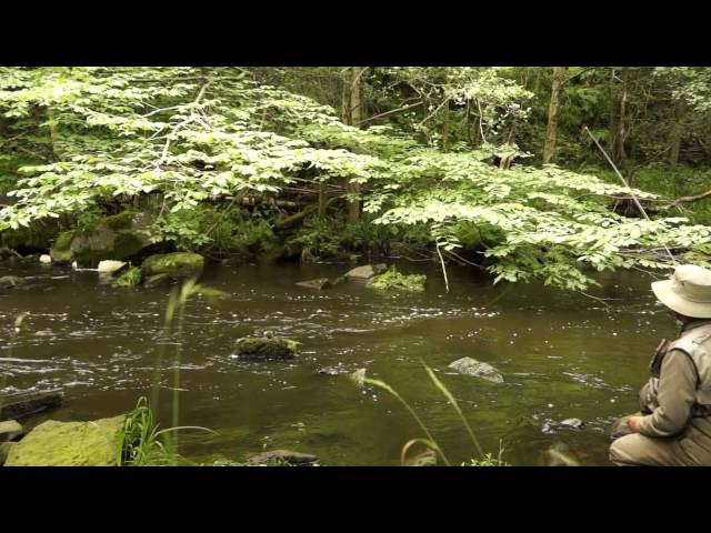 fly fishing pocket water tactics 