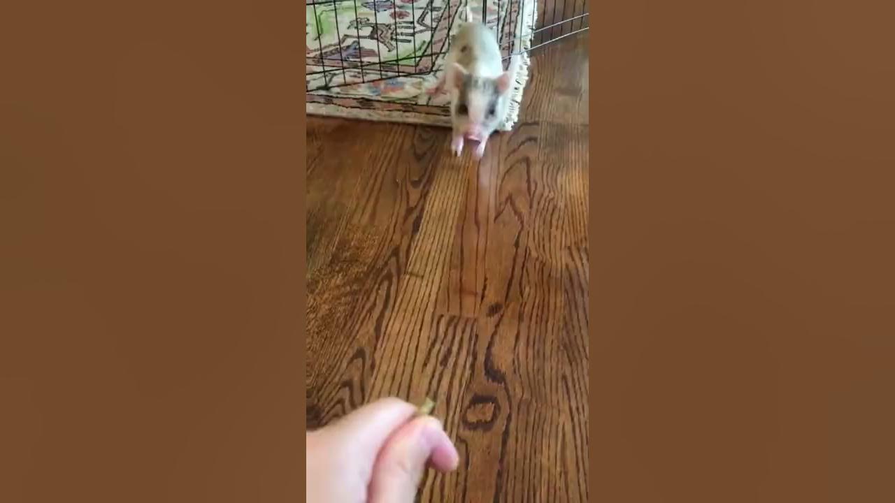 Goofy Ahh Pig 💀💀 - YouTube