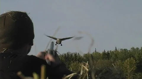 Ragged TV. Episode 2   "ALBERTA LESSERS" Goose Hunting (Ragged Outdoors)