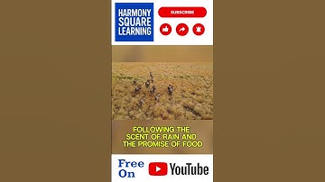 The Epic Wildebeest Migration: Nature’s Most Dangerous Race