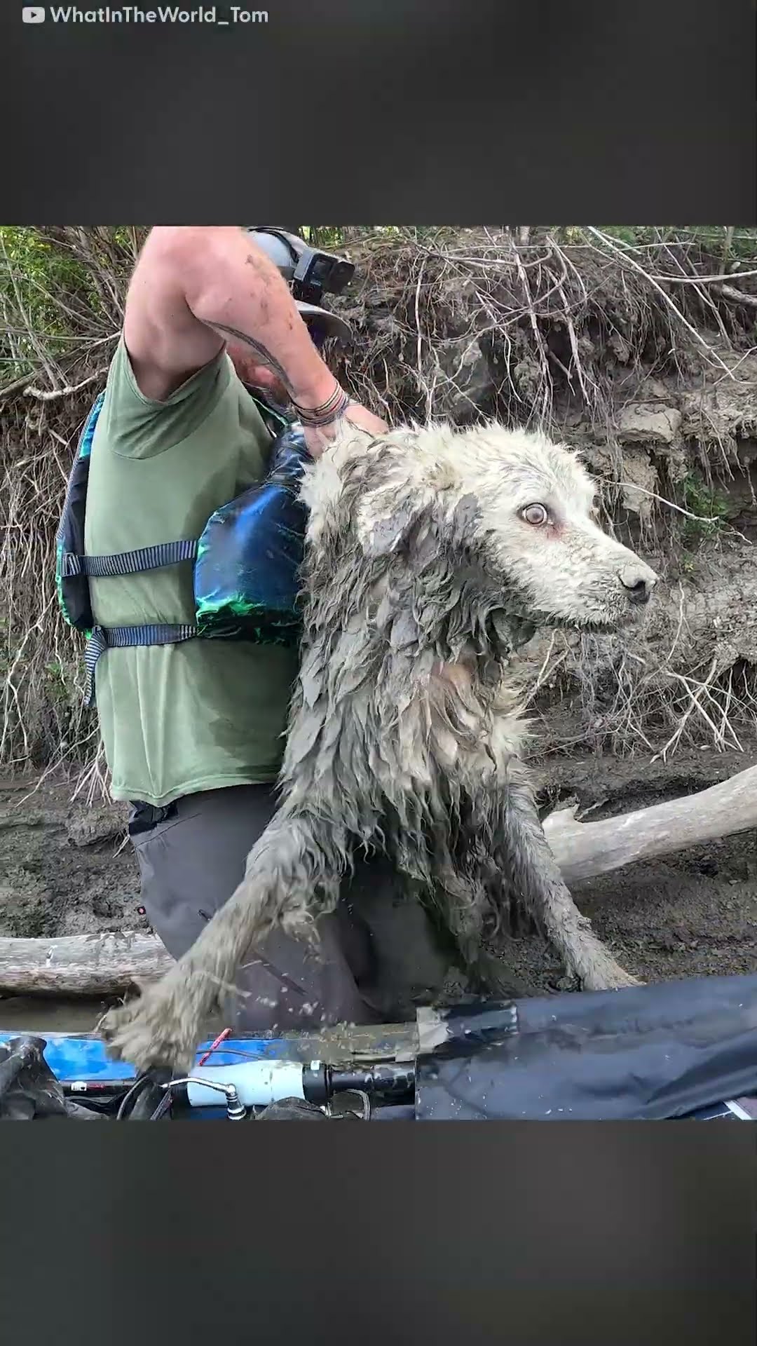 Guy Finds A Senior Dog Trapped Under A Log | The Dodo
