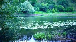 BEAUTIFUL VIDEO! Morning SOUNDS OF NATURE and BIRD SINGING on the river for relax and MEDITATION