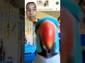 Nice parrot birds humor memes comedia
