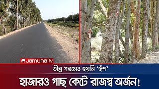 সর্বত্র গাছ লাগানোর আকুতি; অথচ কুষ্টিয়ায় কাটা পড়ছে দেড় হাজার | Kushtia Tree Cutting | Jamuna TV